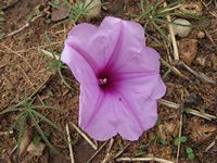 Ipomoea unknown fl-t.JPG